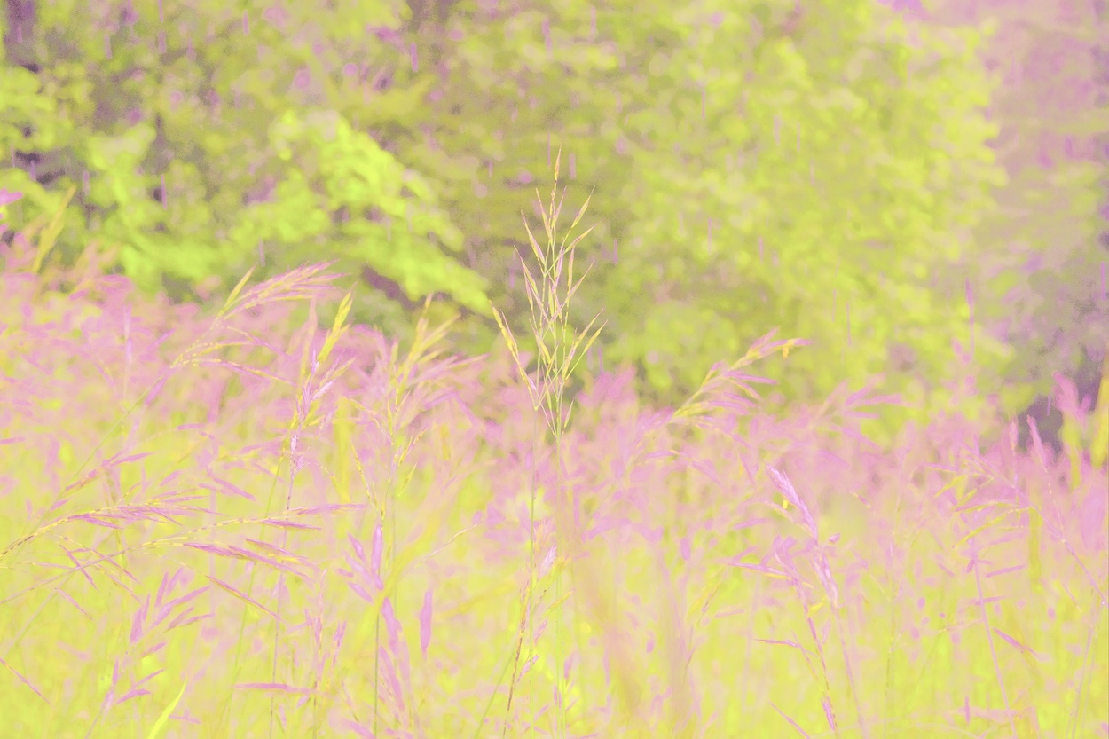 haute herbes V